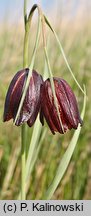 Fritillaria meleagroides