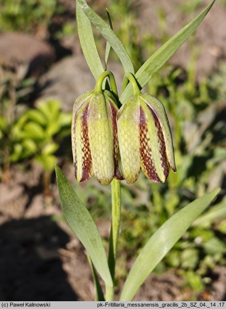 Fritillaria messanensis ssp. gracilis