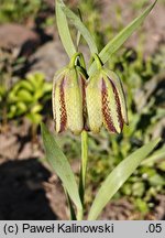 Fritillaria messanensis ssp. gracilis