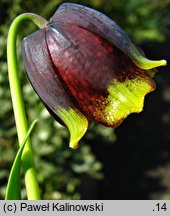 Fritillaria michailovskyi (szachownica Michaiłowskiego)