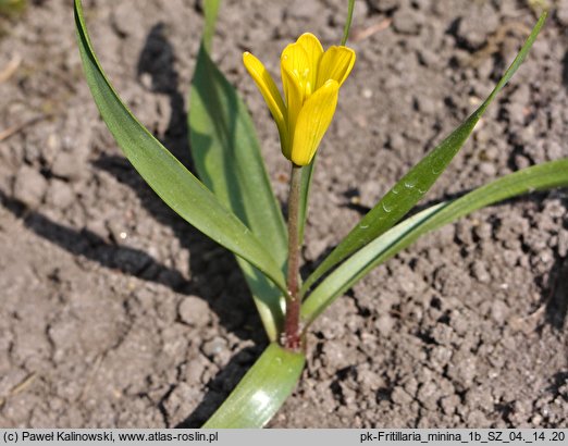 Fritillaria minima