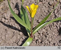 Fritillaria minima