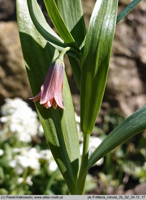 Fritillaria minuta