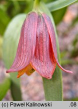 Fritillaria minuta