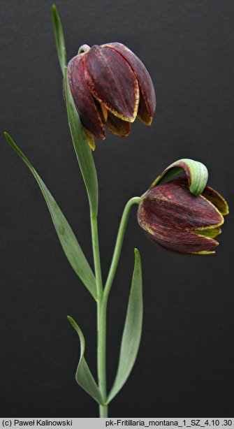 Fritillaria montana