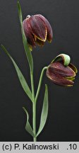 Fritillaria montana