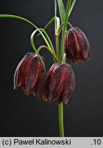 Fritillaria montana