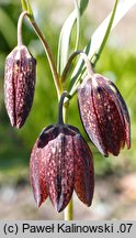 Fritillaria montana