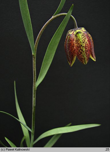 Fritillaria montana var. ohridense