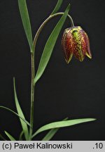 Fritillaria montana var. ohridense