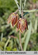 Fritillaria montana var. ohridense