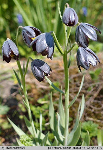 Fritillaria obliqua ssp. obliqua