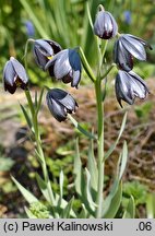 Fritillaria obliqua ssp. obliqua