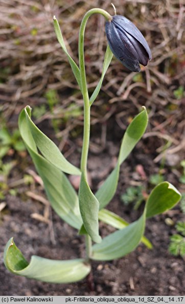 Fritillaria obliqua ssp. obliqua