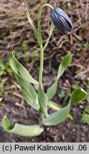 Fritillaria obliqua ssp. obliqua