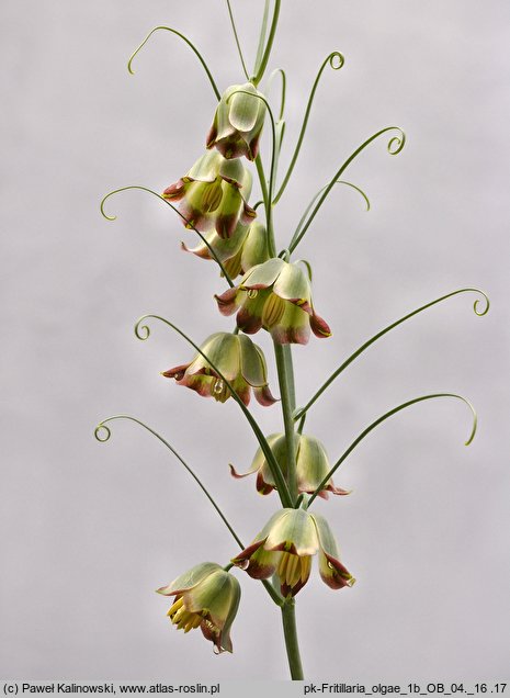 Fritillaria olgae