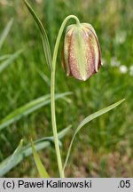 Fritillaria olivieri