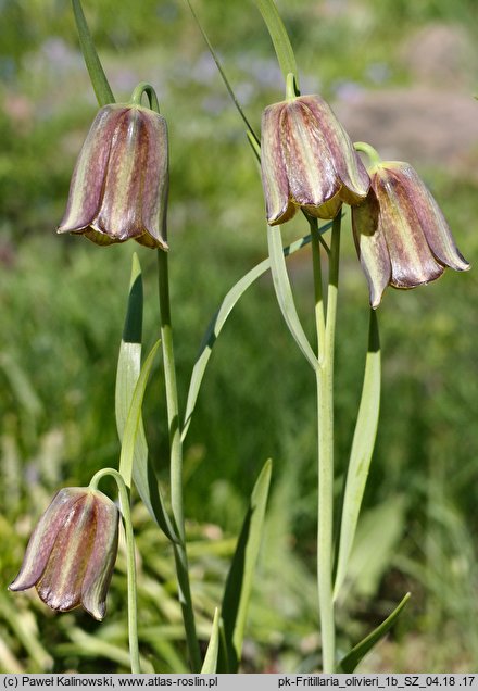 Fritillaria olivieri