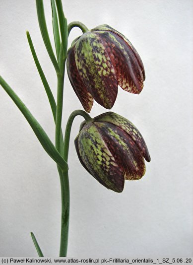 Fritillaria orientalis (szachownica wschodnia)