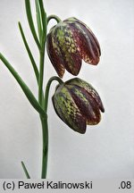 Fritillaria orientalis (szachownica wschodnia)