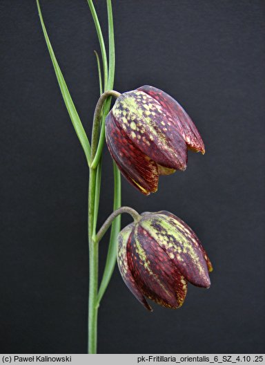 Fritillaria orientalis (szachownica wschodnia)