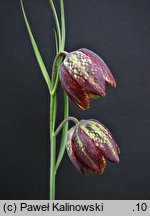 Fritillaria orientalis (szachownica wschodnia)