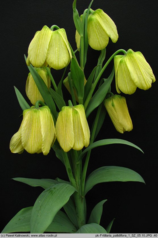 Fritillaria pallidiflora (szachownica bladokwiatowa)