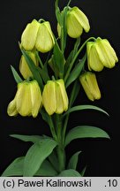 Fritillaria pallidiflora (szachownica bladokwiatowa)