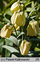 Fritillaria pallidiflora (szachownica bladokwiatowa)