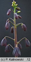 Fritillaria persica (szachownica perska)