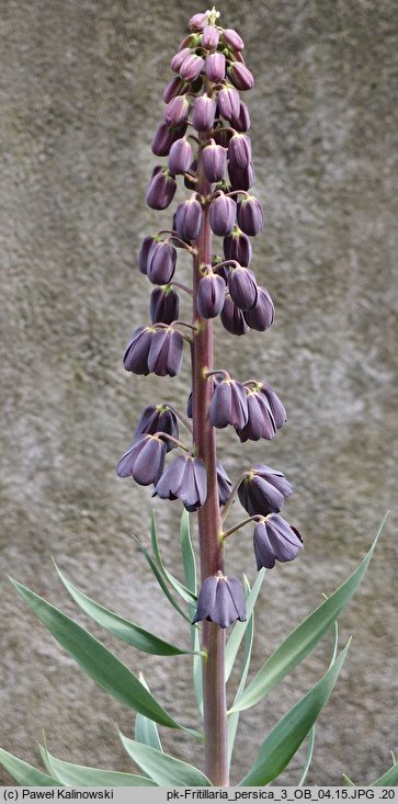 Fritillaria persica (szachownica perska)