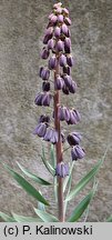 Fritillaria persica (szachownica perska)