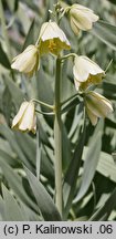 Fritillaria persica (szachownica perska)