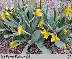 Fritillaria pinardii