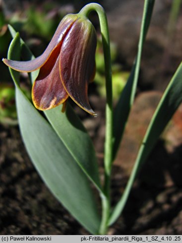 Fritillaria pinardii