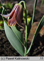 Fritillaria pinardii