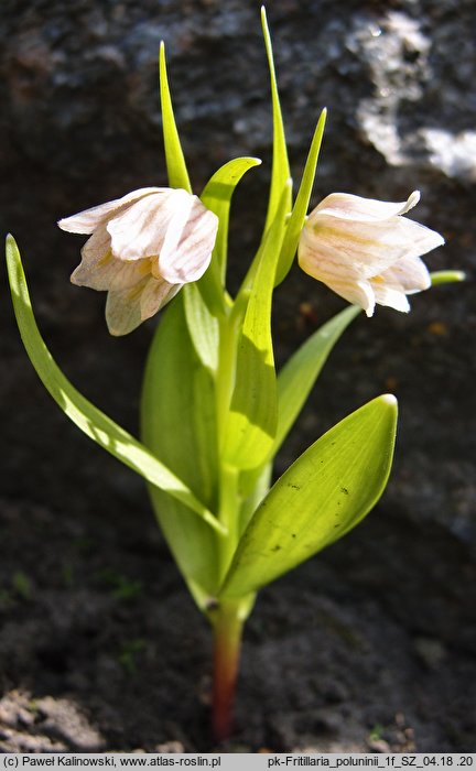 Fritillaria poluninii