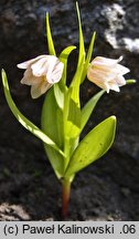 Fritillaria poluninii