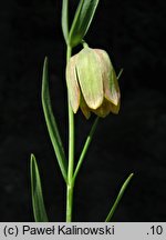 Fritillaria pontica (szachownica pontyjska)