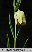 Fritillaria pontica (szachownica pontyjska)