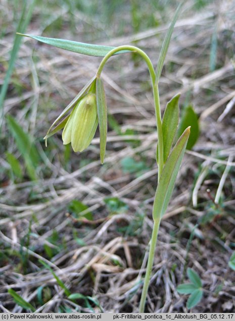 Fritillaria pontica (szachownica pontyjska)