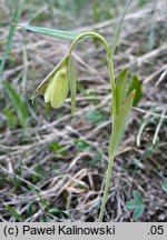 Fritillaria pontica (szachownica pontyjska)