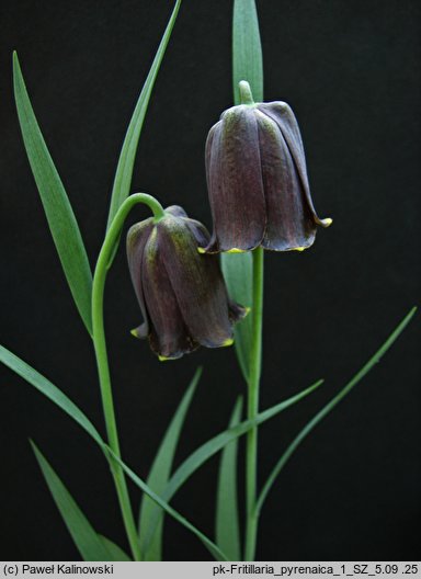 Fritillaria pyrenaica