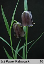 Fritillaria pyrenaica