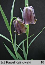 Fritillaria pyrenaica