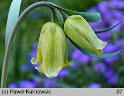 Fritillaria pyrenaica var. lutescens