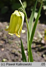 Fritillaria pyrenaica var. lutescens