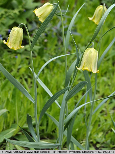 Fritillaria pyrenaica var. lutescens