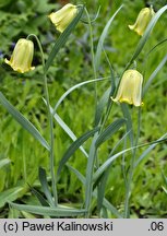 Fritillaria pyrenaica var. lutescens