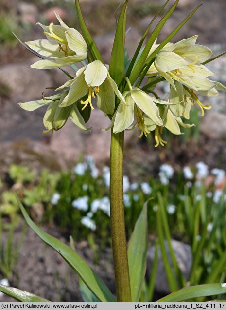 Fritillaria raddeana (szachownica Raddego)